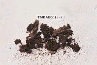 藏品(網苔屬)的圖片